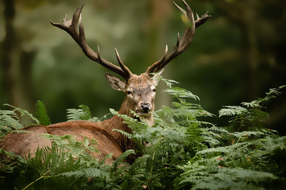 hunting wildlife
