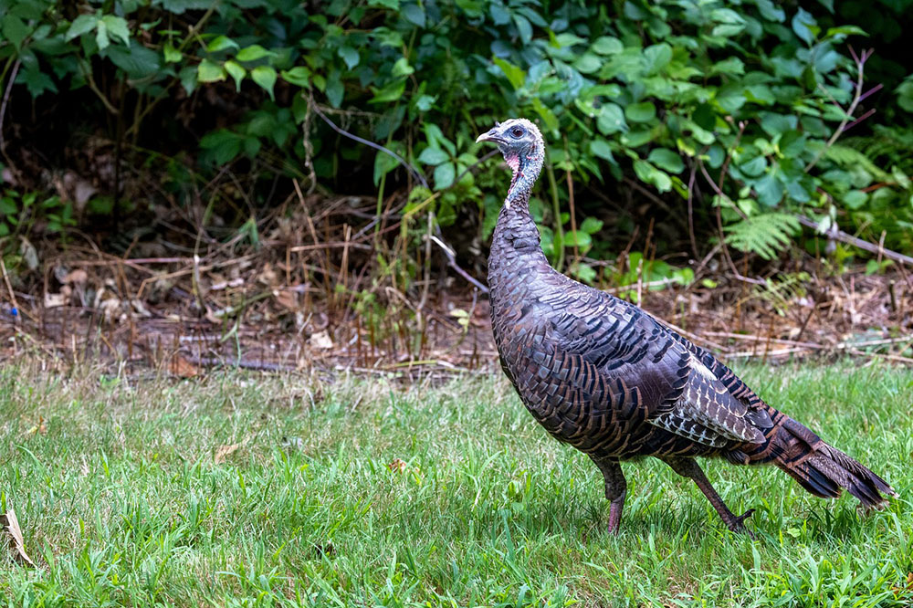a wild turkey