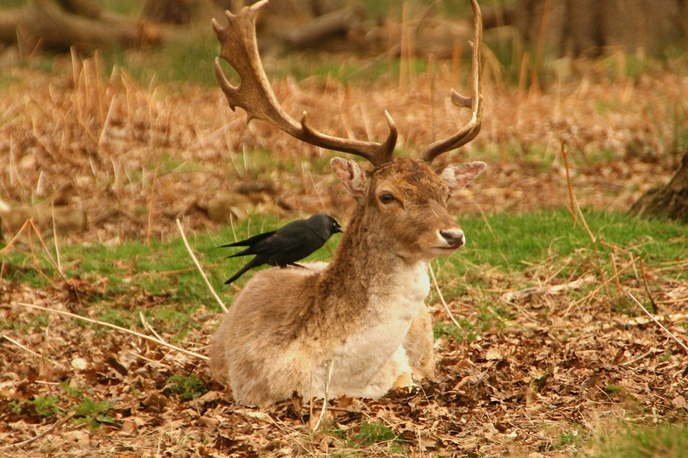 a deer is sitting on the ground