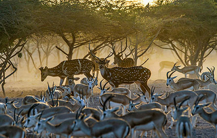 a group of deers