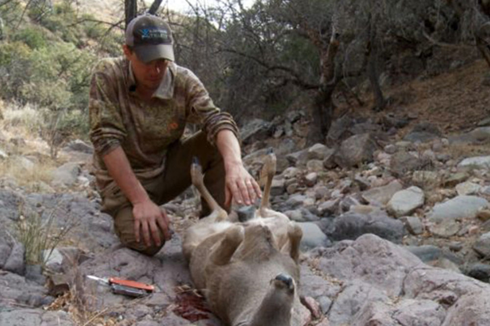 a hunter is field dressing a deer