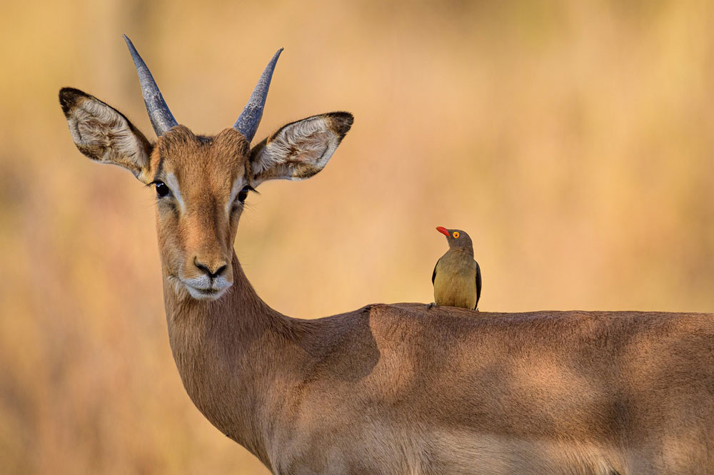 keep safe while hunting deer