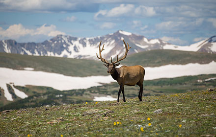wild buck