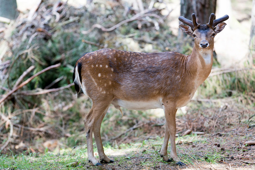 a deer in the wood