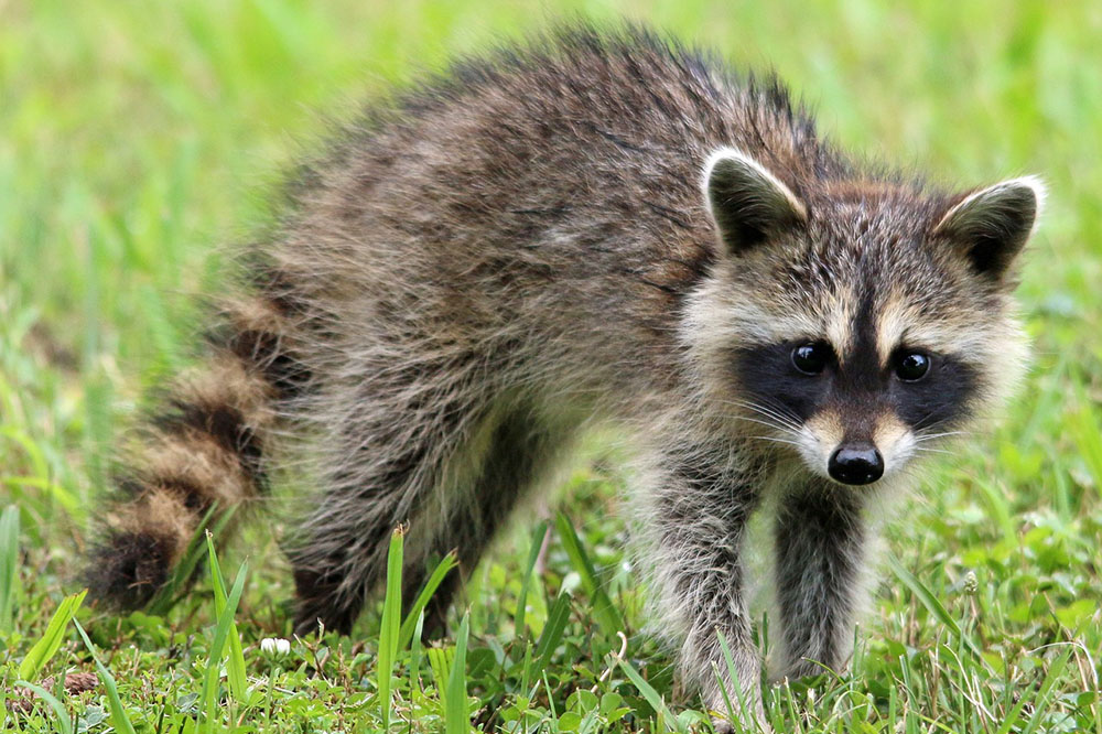 A coon is hiding on the grass