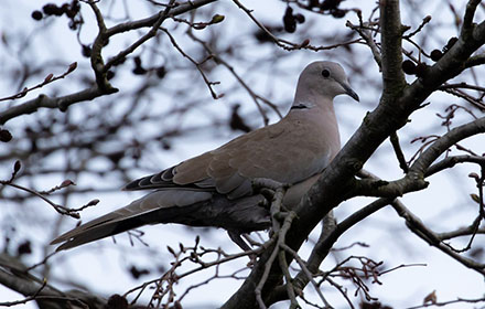 a dove sitting on branch