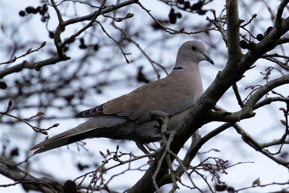 dove sitting on branch