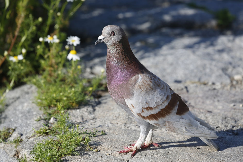 wild dove in grass