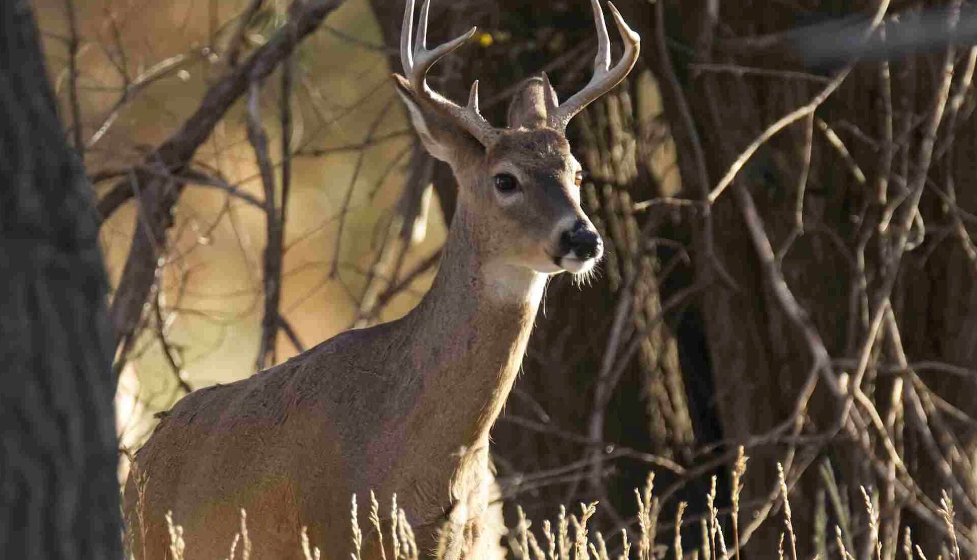 deer hunting reason