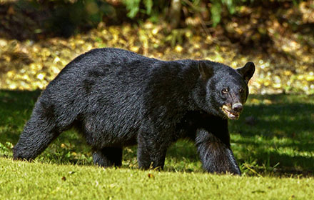 A bear is walking in the wild