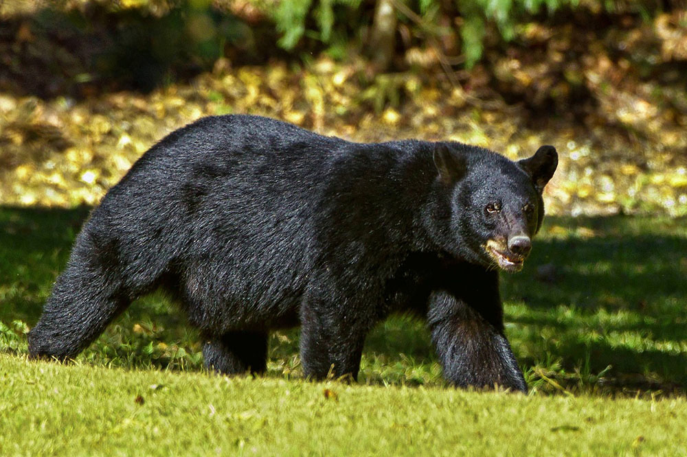 A bear is walking through the grass