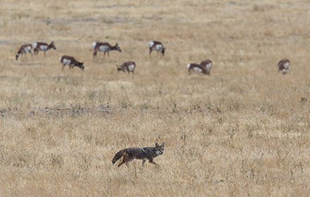 Coyotes pack are in the field