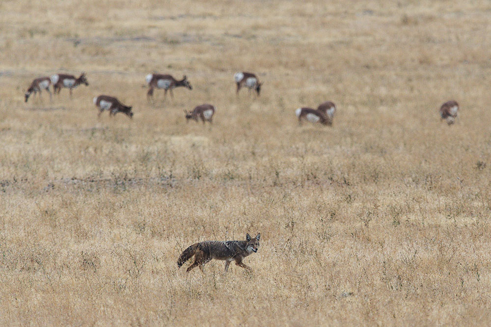 Coyotes pack are in the wild