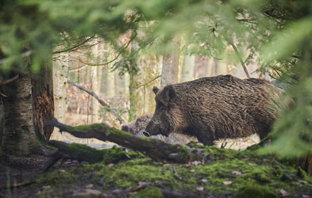 wild boar in the forest