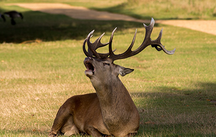 A wild deer is roaring