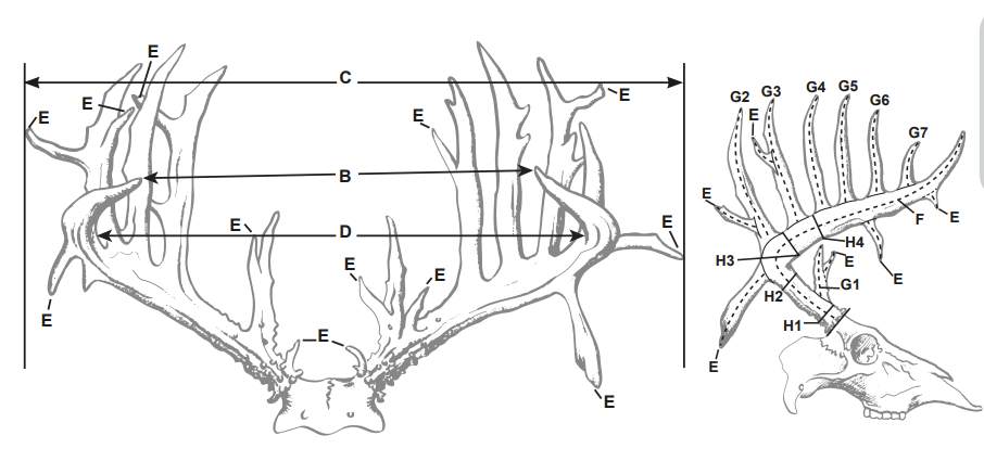 how to score a deer