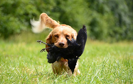 A hunting dog is retrieving a pheasant
