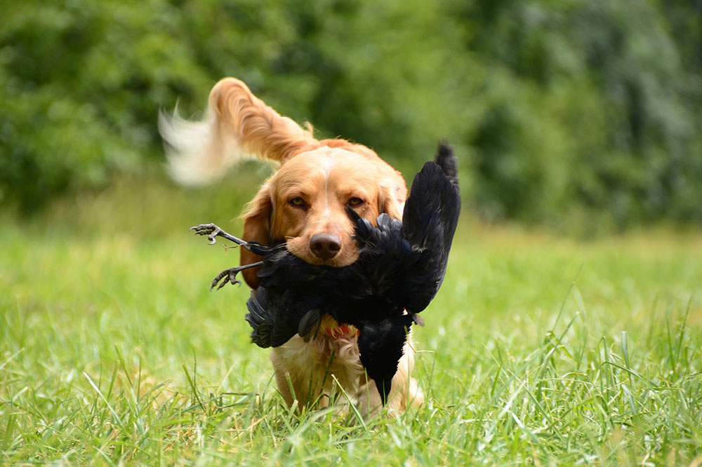 A trained hunting dog is retrieving a prey