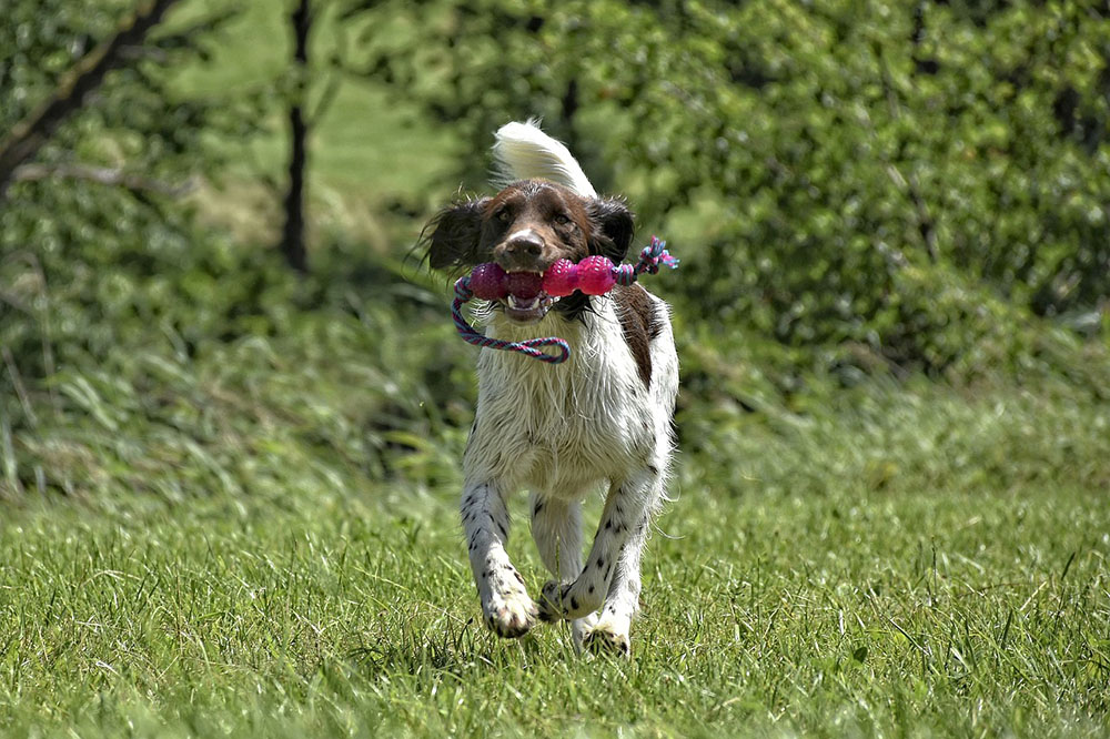 A properly trained hound is retrieving