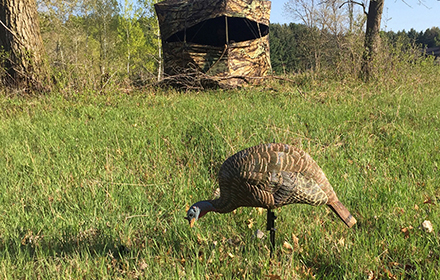 A turkey decoy resembles a real turkey