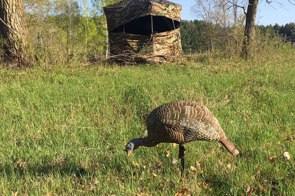 A turkey decoy to draw in a bird