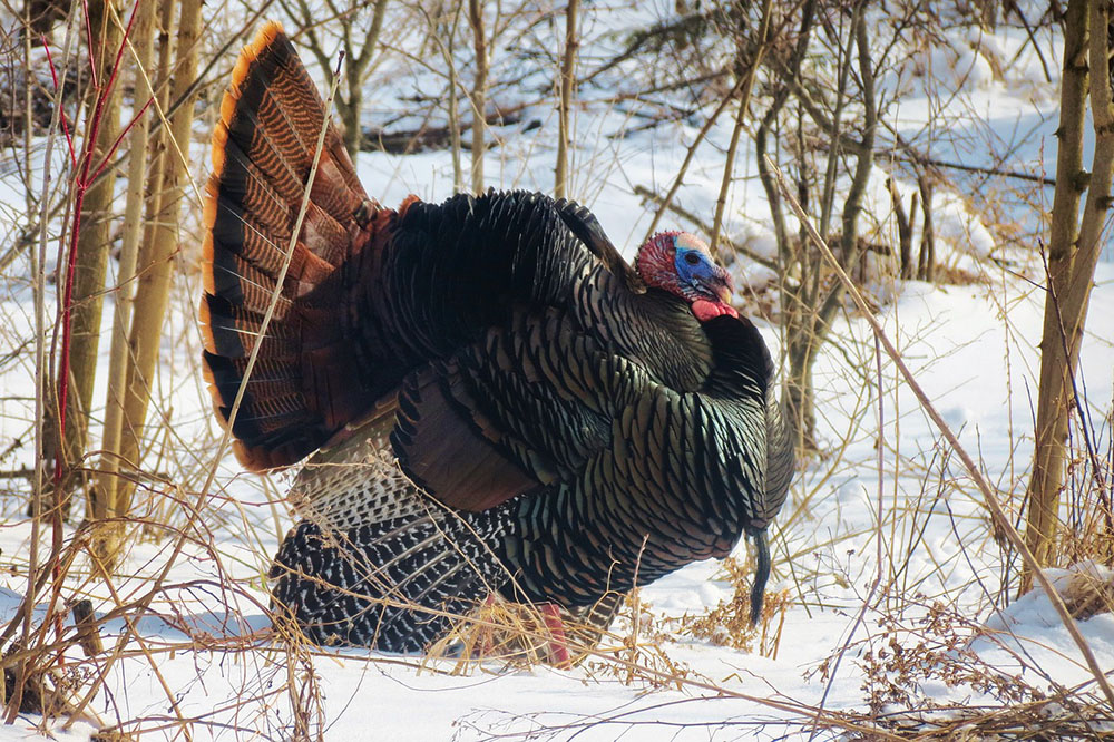 A turkey is on the snow land