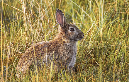 A wild rabbit sitting on grass