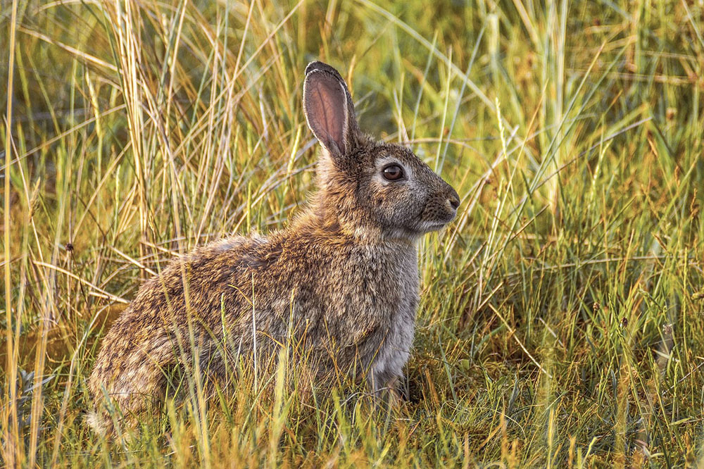 A wild bunny sitting on grass