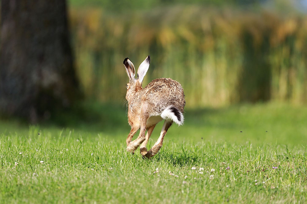 A wild rabbit is running in grass