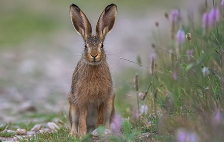 a wild rabbit sits in the grass