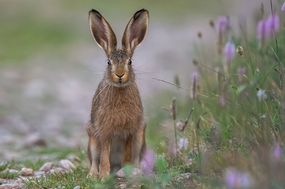 a hare sits in the grass