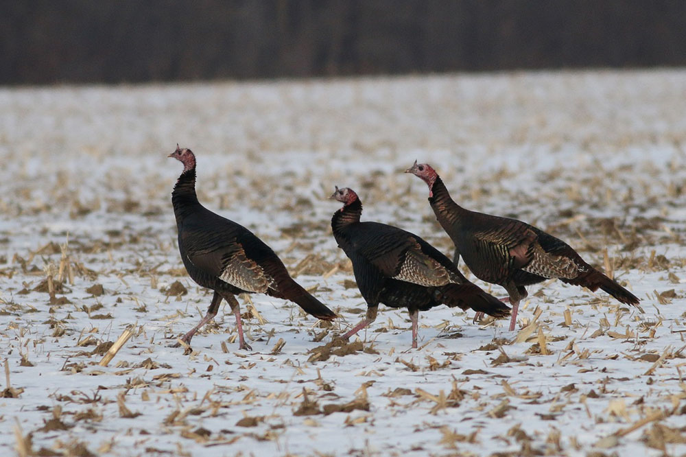 pheasants are foraging in the snow