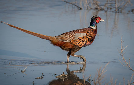 A pheasant is walking in the wetlands