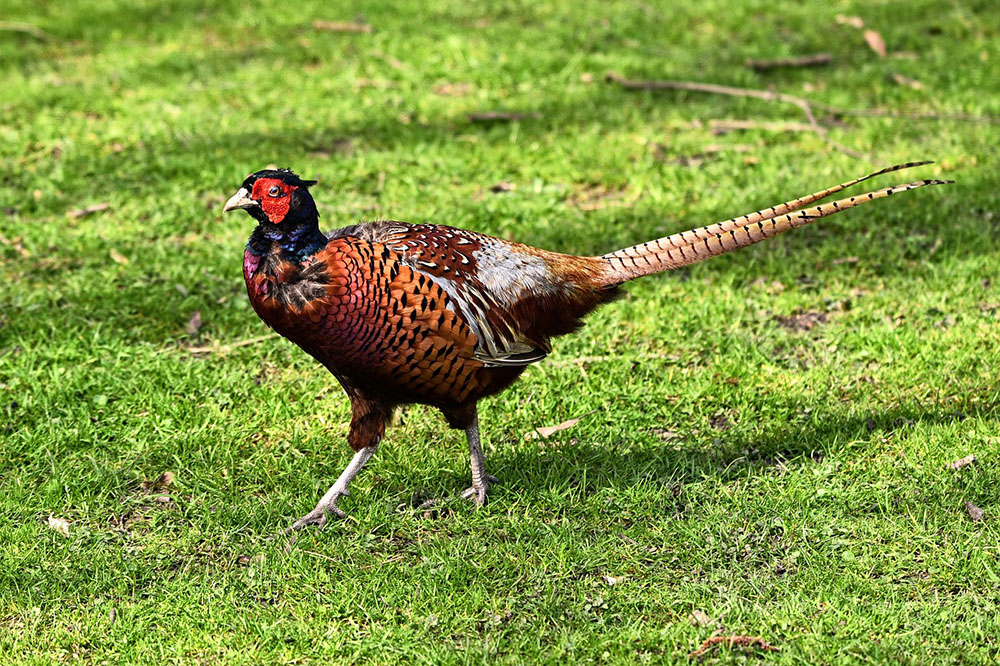 A pheasant is walking in the field