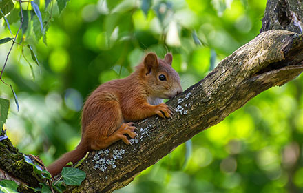 A squirrel is foraging in the tree