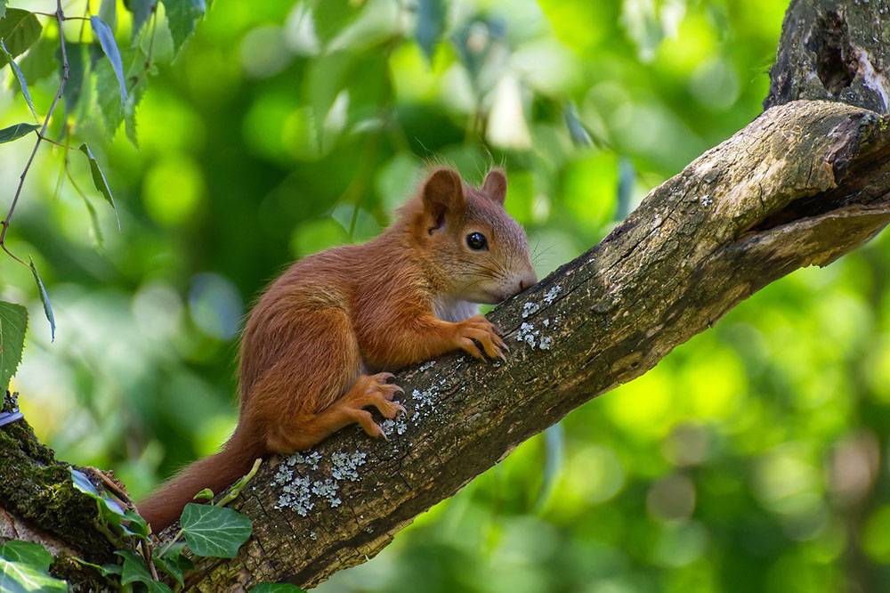 A squirrel is searching for food in the tree