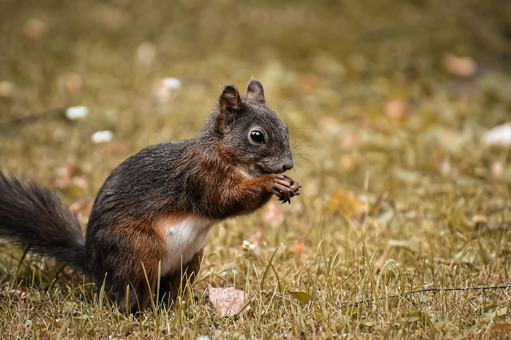 A squirrel is foraging in leaf litter