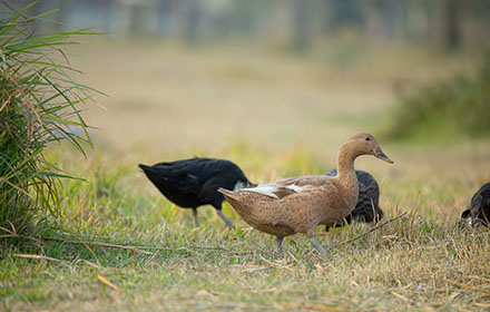 Ducks are strolling in the grass