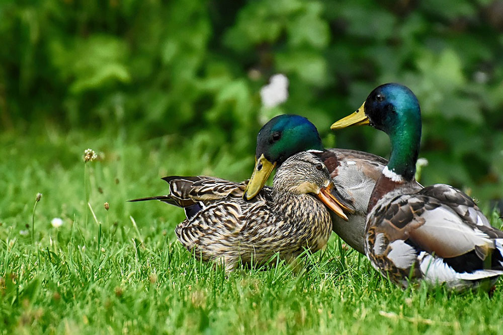A flock of wild ducks