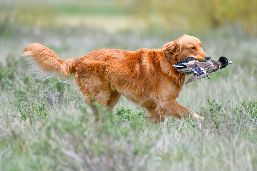 A golden retriever is retrieving a quarry