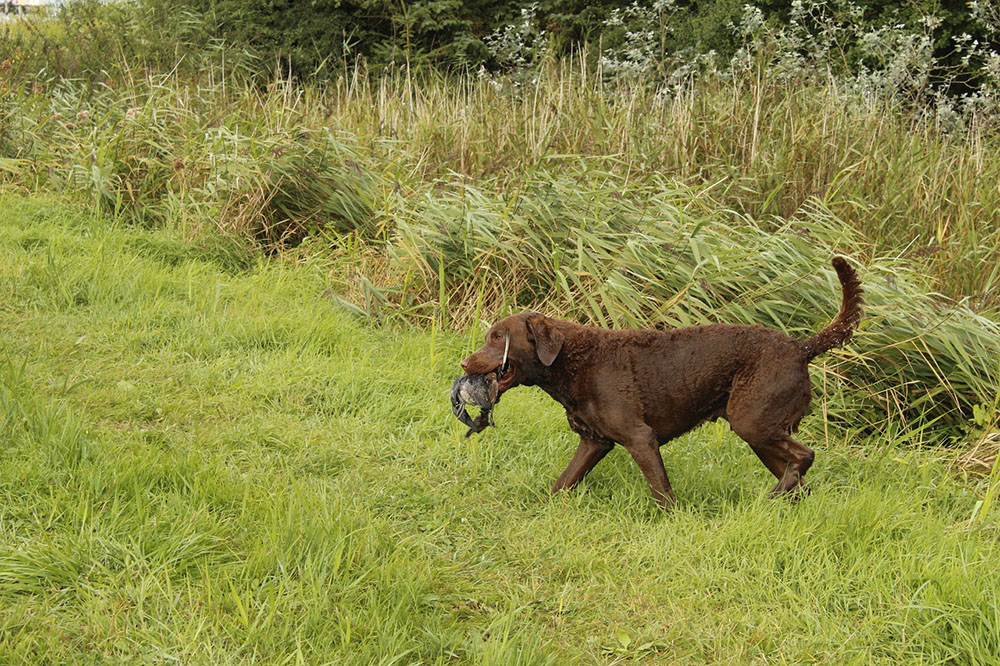 A Chesapeake Bay Retriever is retrieving a prey