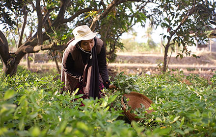 A woman is harvesting on the farm