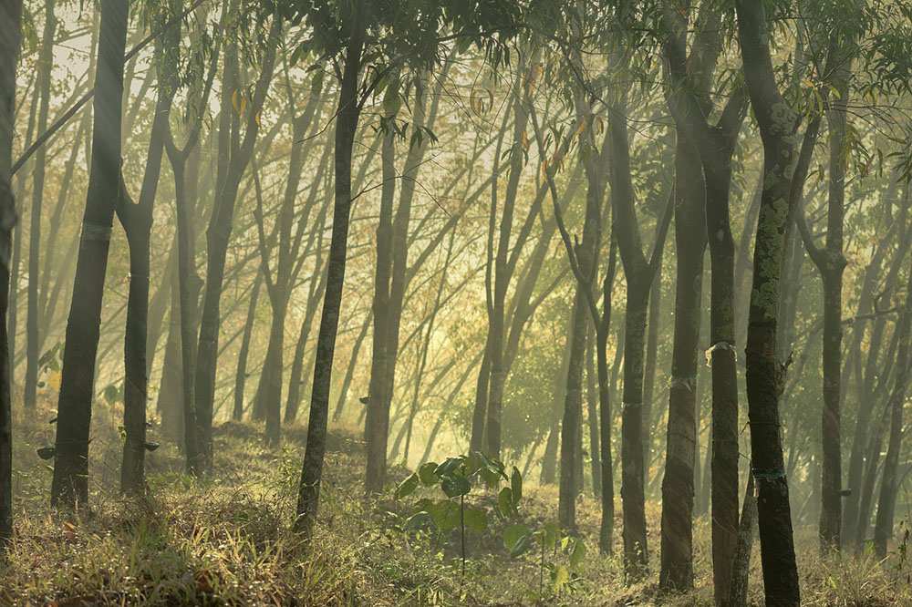 Some natural rubber trees