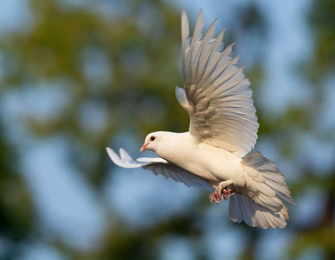 dove hunting gear - kalkal