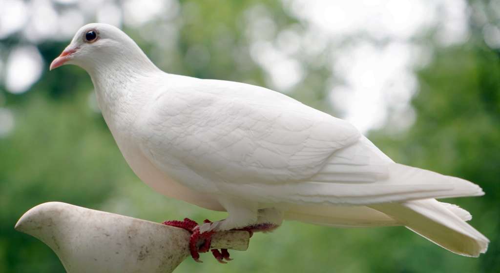 dove in the forest