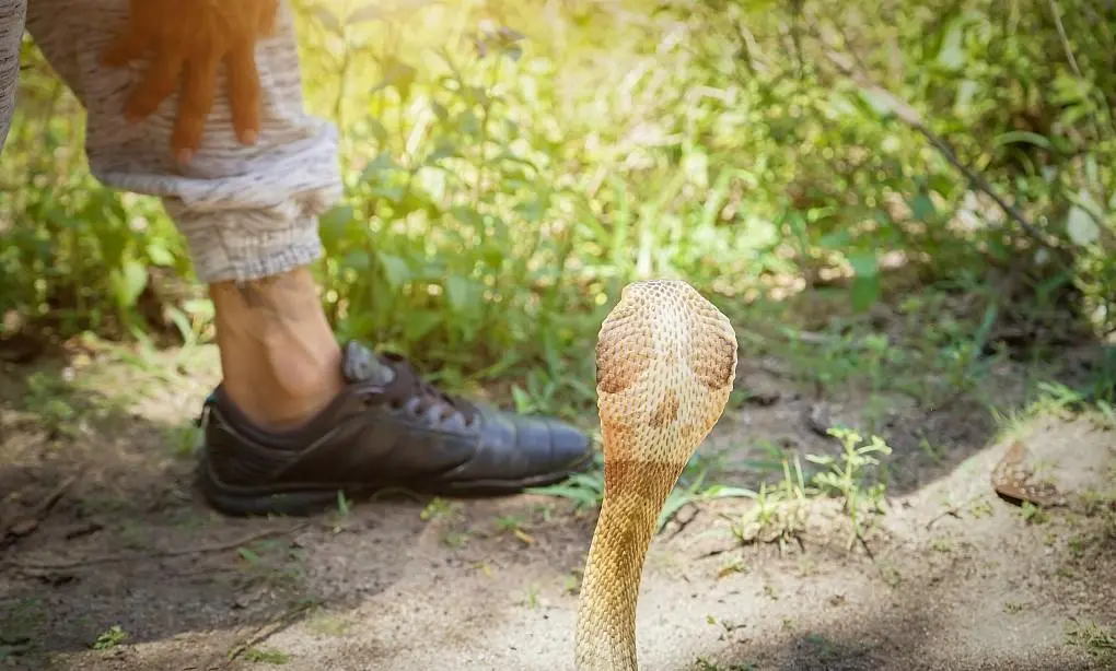 can snake bite through rubber boots
