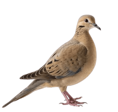 this is a Mourning Dove