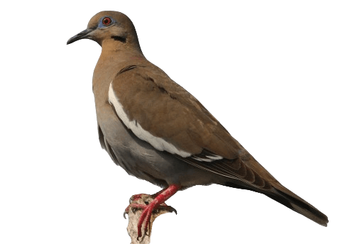 a White-winged Dove
