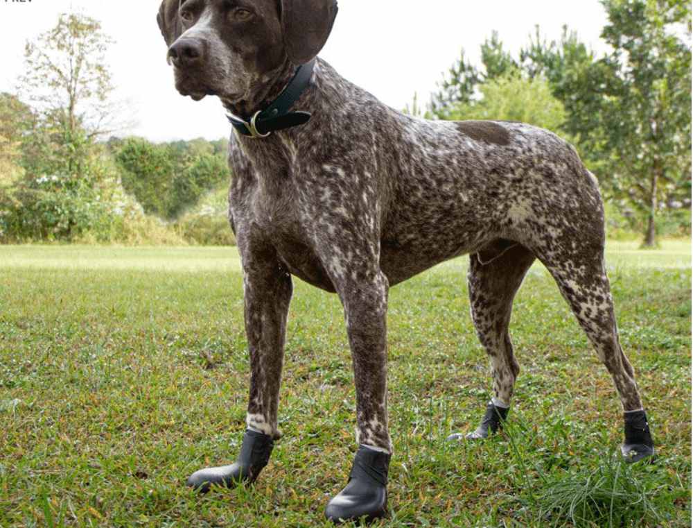 a dog is wearing dog hunting boots