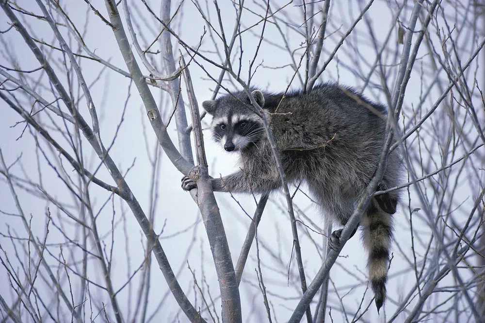 coon hunting lights guide